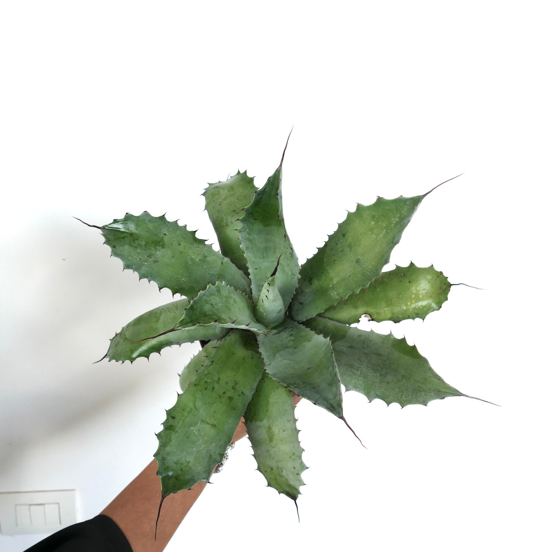 Agave parrasana succulent with broad spiny leaves and pointed tips held in hand