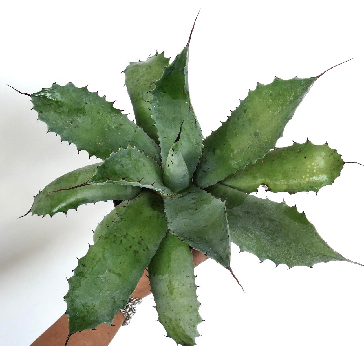 Agave parrasana succulent with broad green leaves and prominent dark spines on edges and tips
