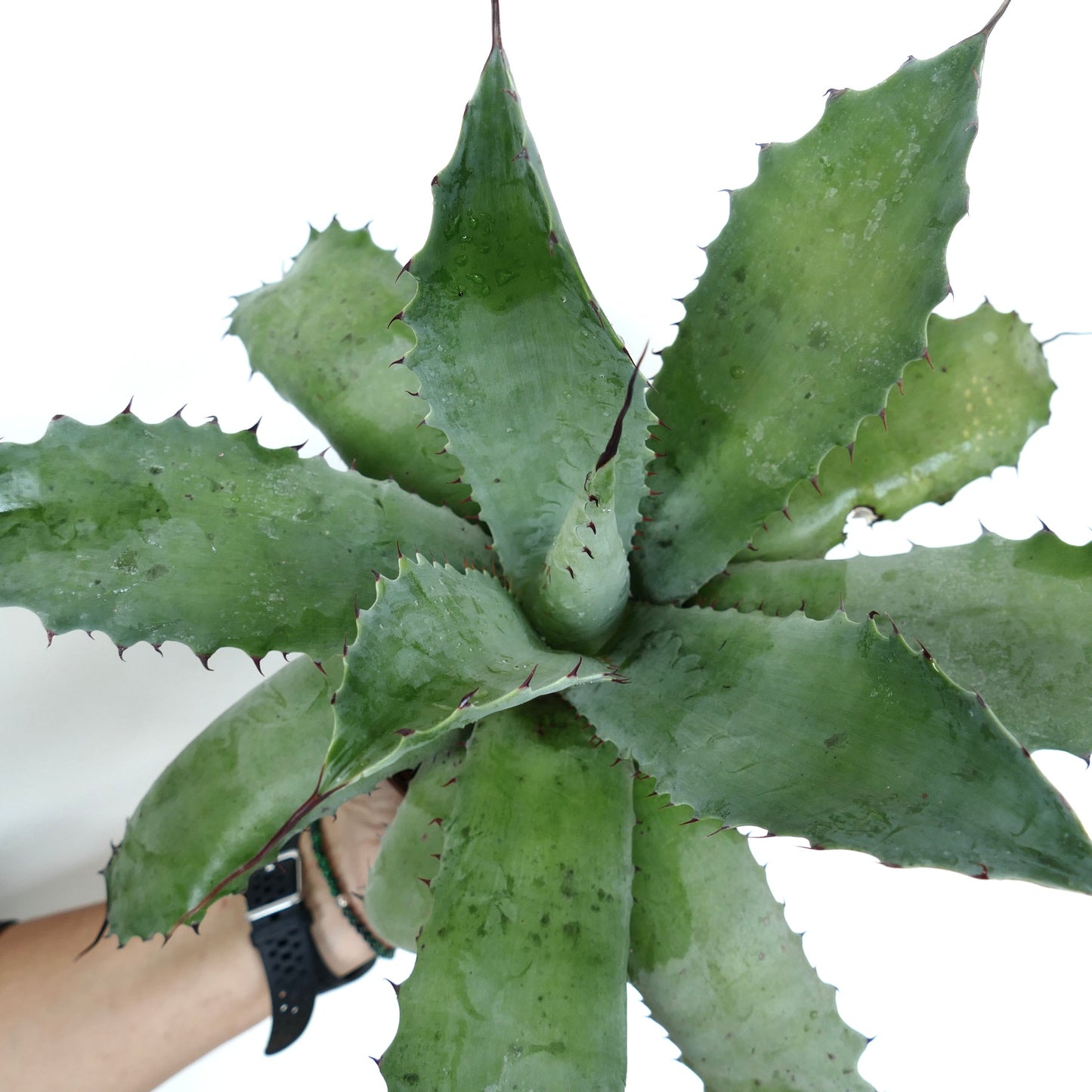 Agave parrasana succulent with broad spiny green leaves and pointed tips specimen