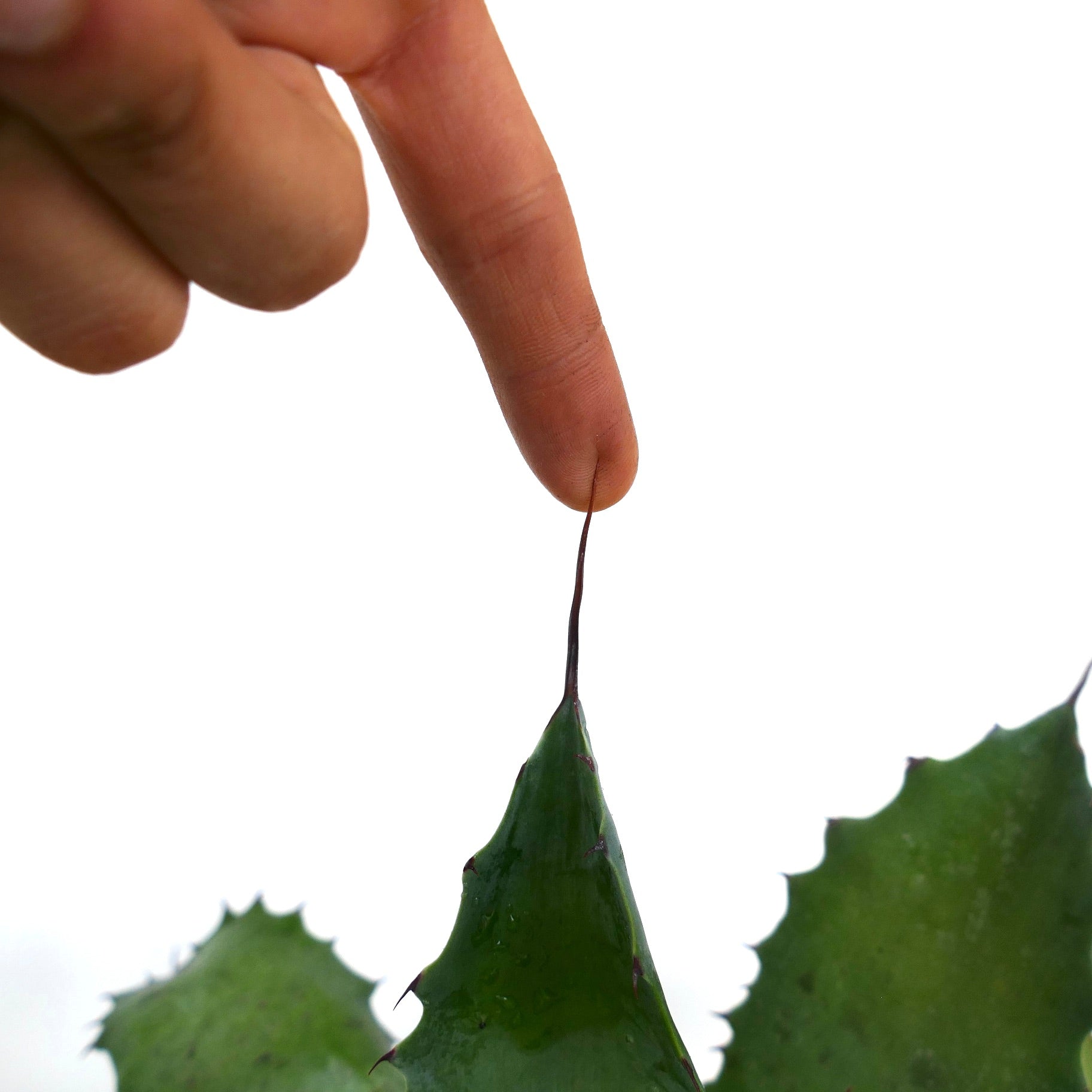 Agave parrasana succulent with sharp dark terminal spine and thick green leaves