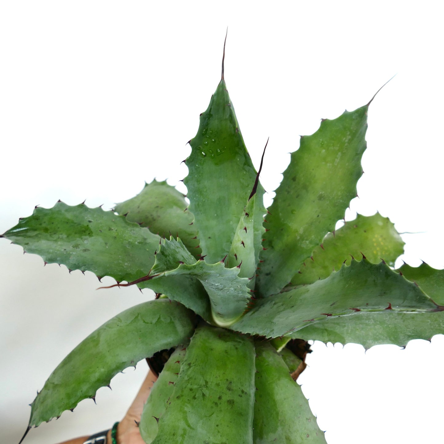 Agave parrasana succulent with broad spiny leaves and sharp dark tips in pot