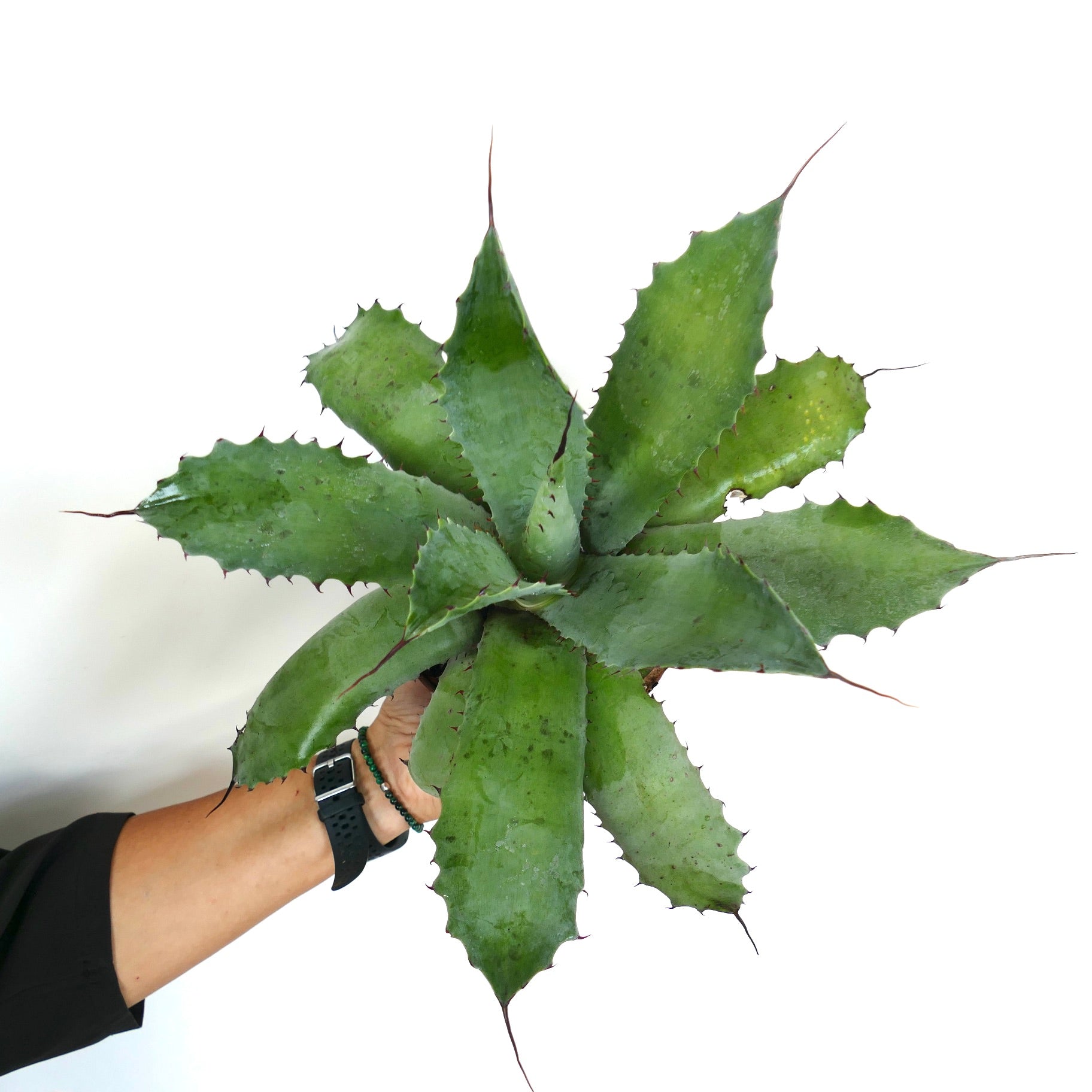 Agave parrasana succulent with thick green leaves and sharp reddish spines specimen