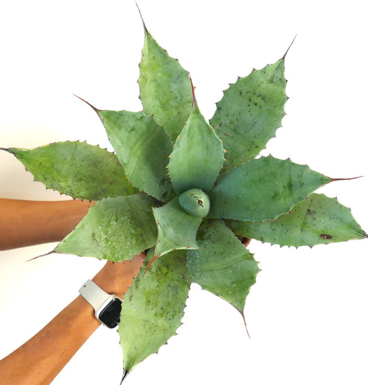 Agave parrasana succulent with broad green leaves and sharp reddish spines