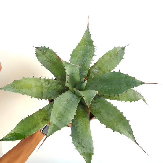Agave parrasana succulent with broad spiny leaves and pointed tips in rosette form