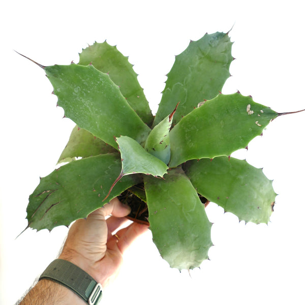 アガベ・パラサナ・ハイブリッド | Botanical Archive | ユニークな