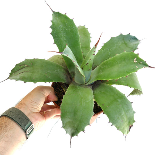 Agave parrasana succulent with broad green leaves and prominent brown spines in pot held by hand