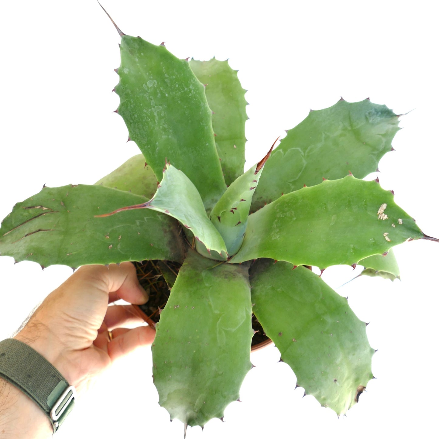 Agave parrasana ovatifolia succulent with broad spiny green leaves and thick texture