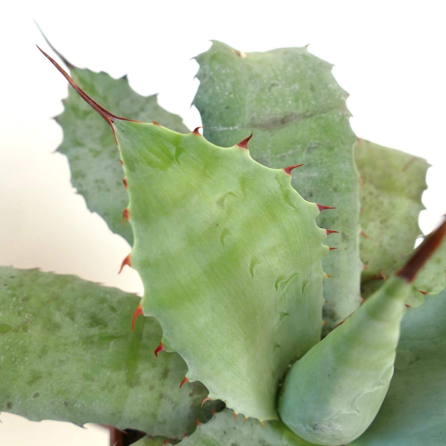 Agave parrasana X Aagave bovicornuta X Agave ovatifolia F3