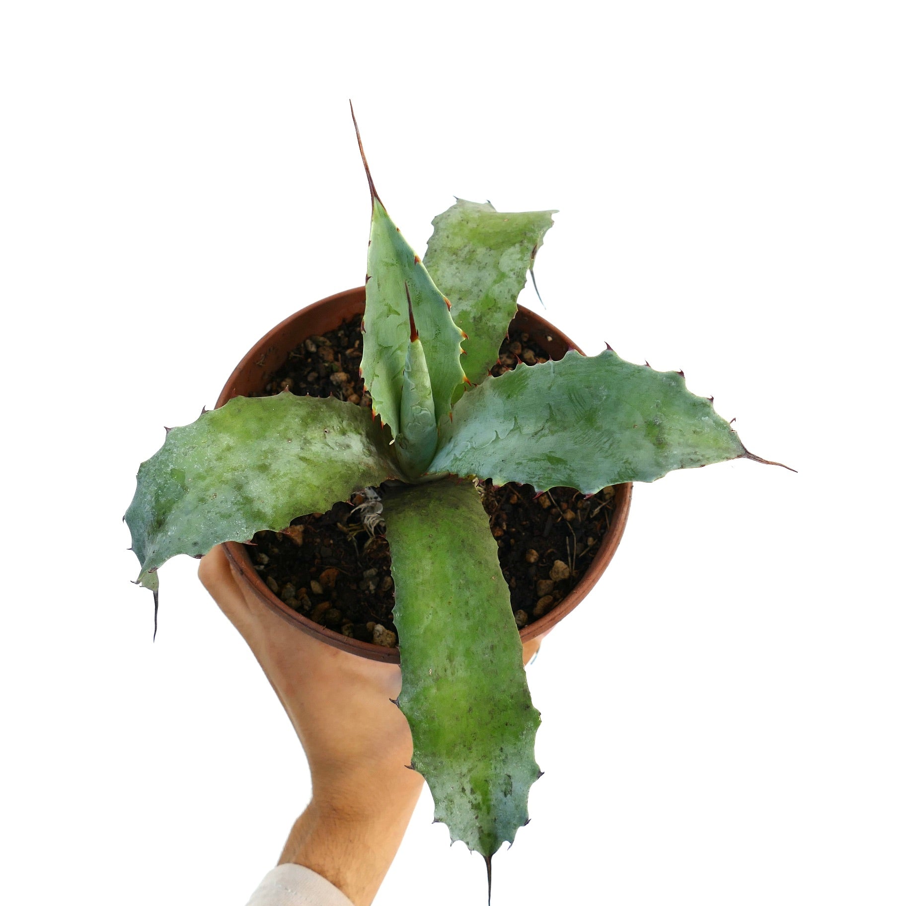 Agave Parasana×Ishmensis hybrid パライシ Agave Parasana×Ishmensis hybrid パライシ