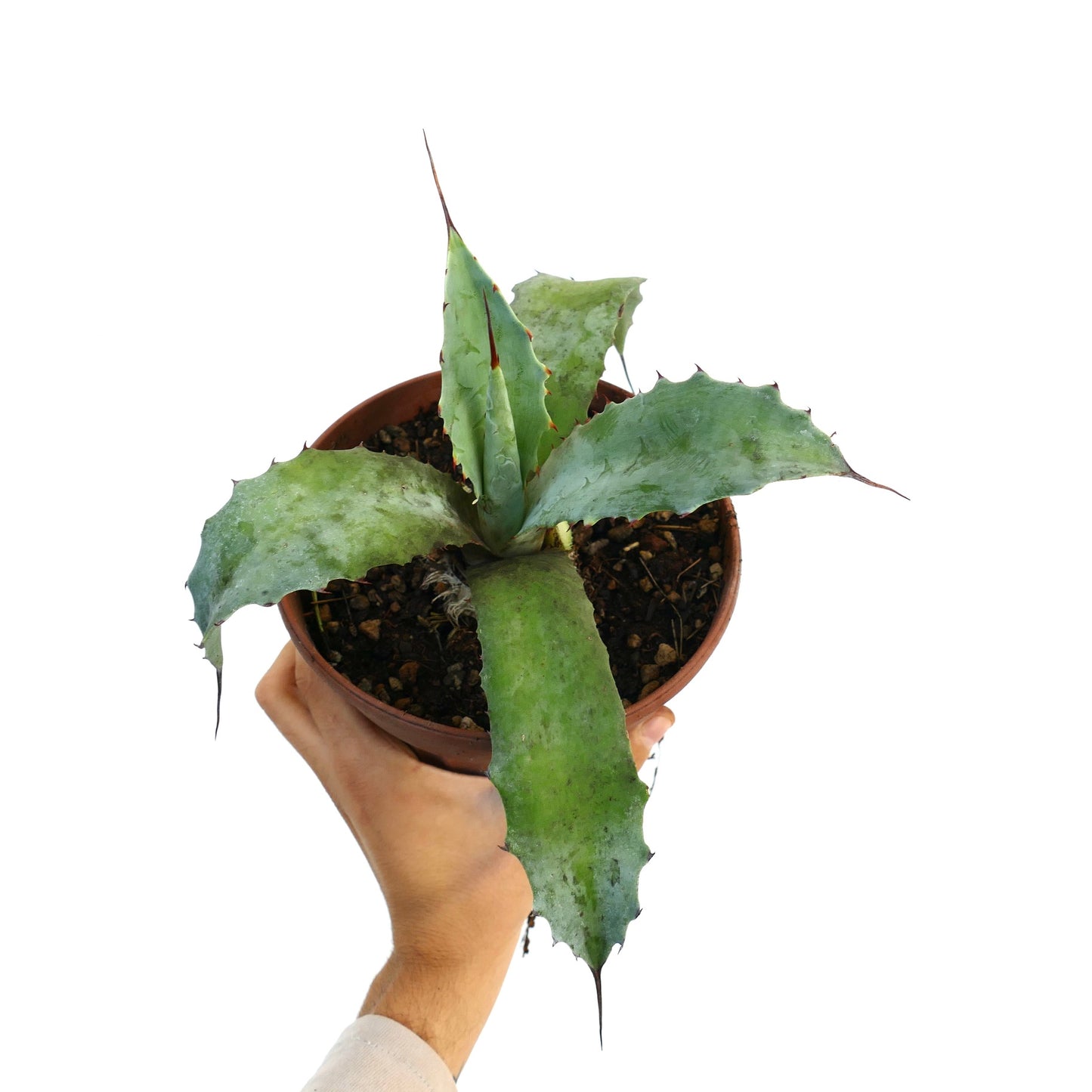 Agave parrasana X Agave eborispina succulent with thick blue-green leaves and sharp spines in pot