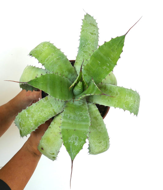 Agave parrasana X Agave eborispina succulent with broad green leaves and long terminal spines