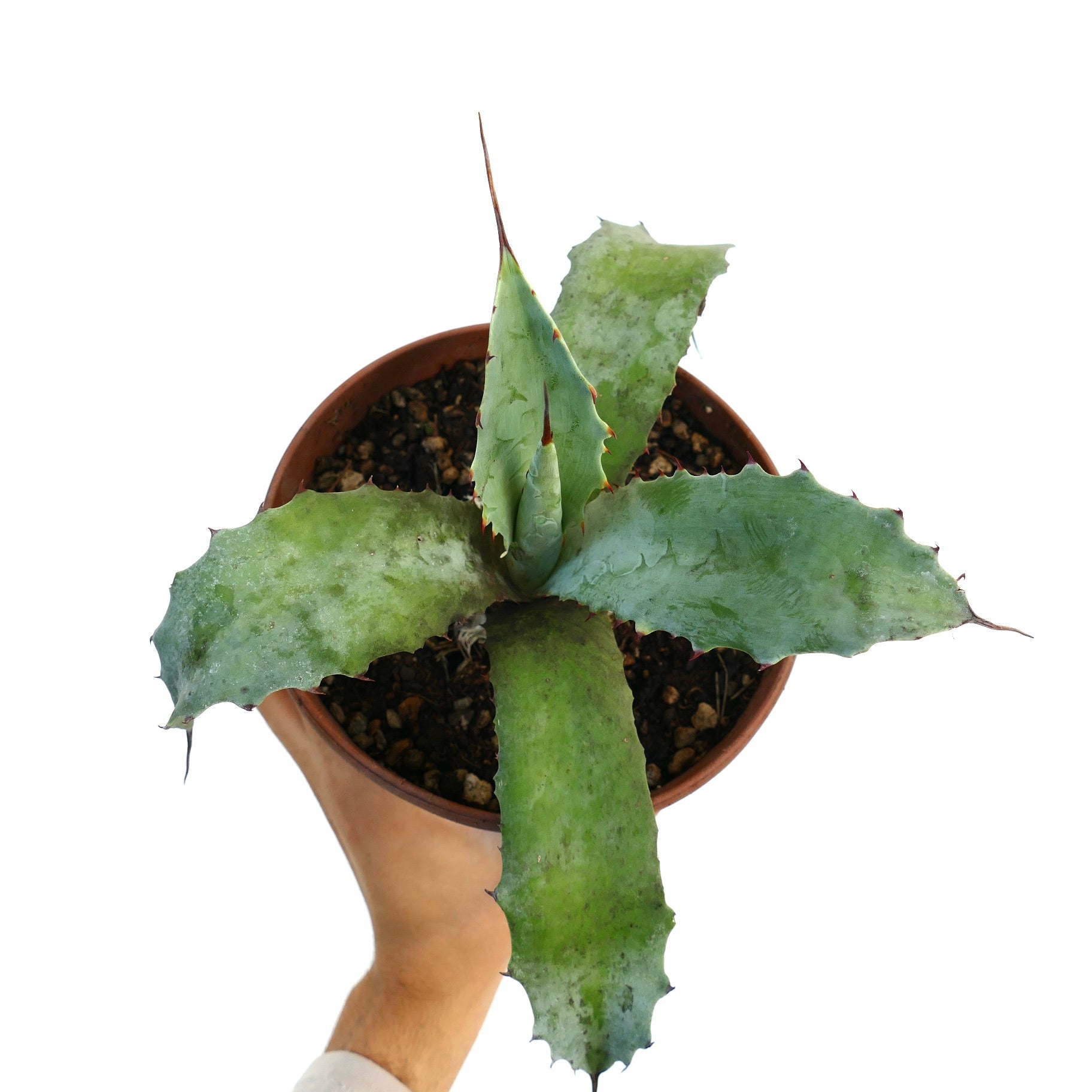 Agave HYBRID | Rare Cactus & Succulents Plants | Botanical