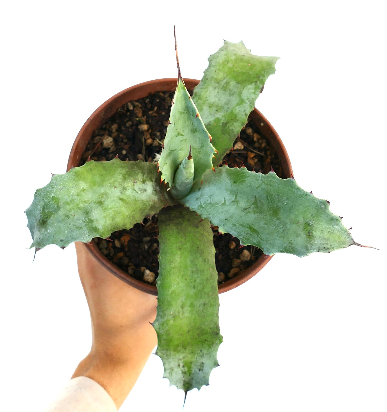 Agave parrasana X Agave eborispina succulent with broad blue-green leaves and sharp reddish spines