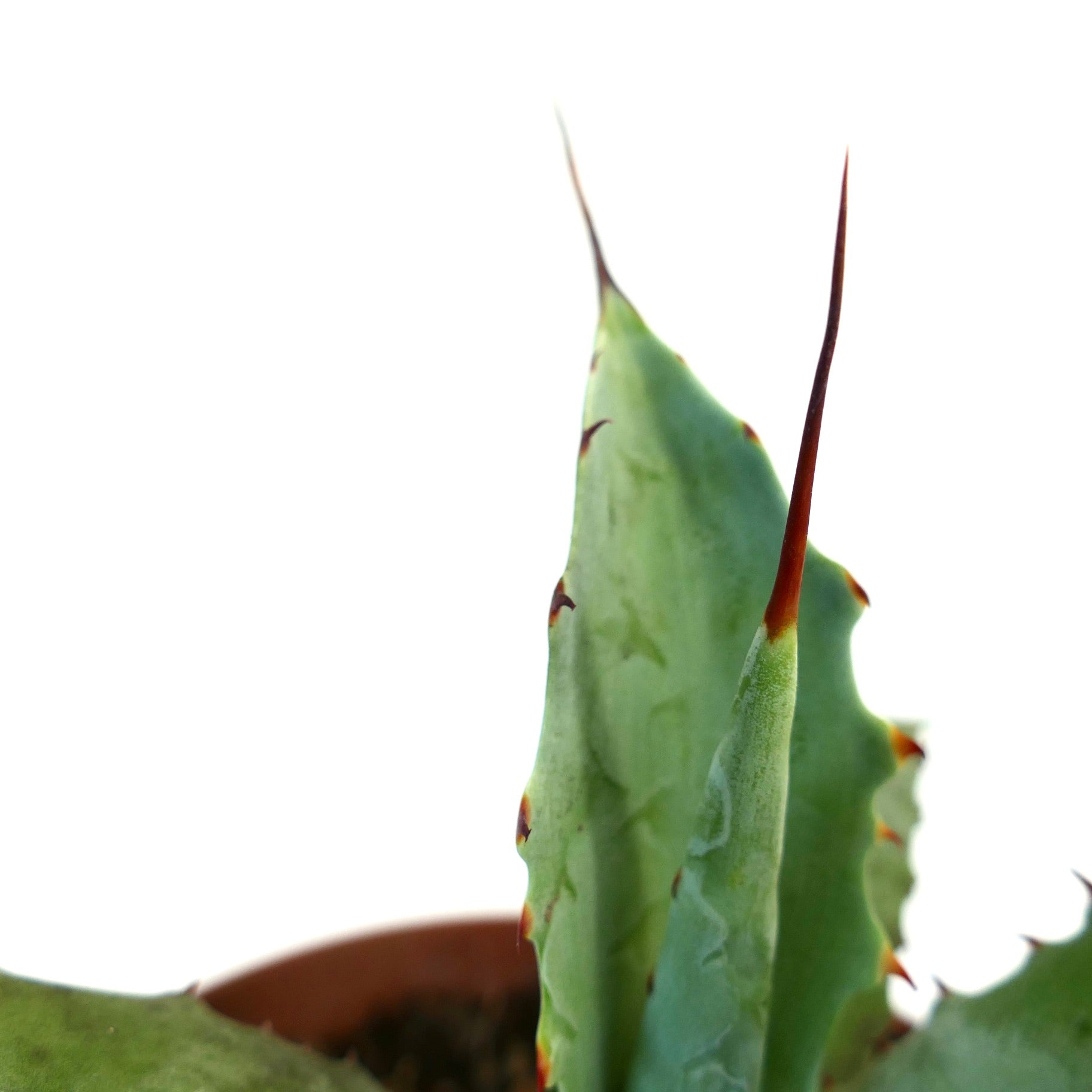 Agave parrasana X Agave eborispina succulent with thick green leaves and sharp reddish spines