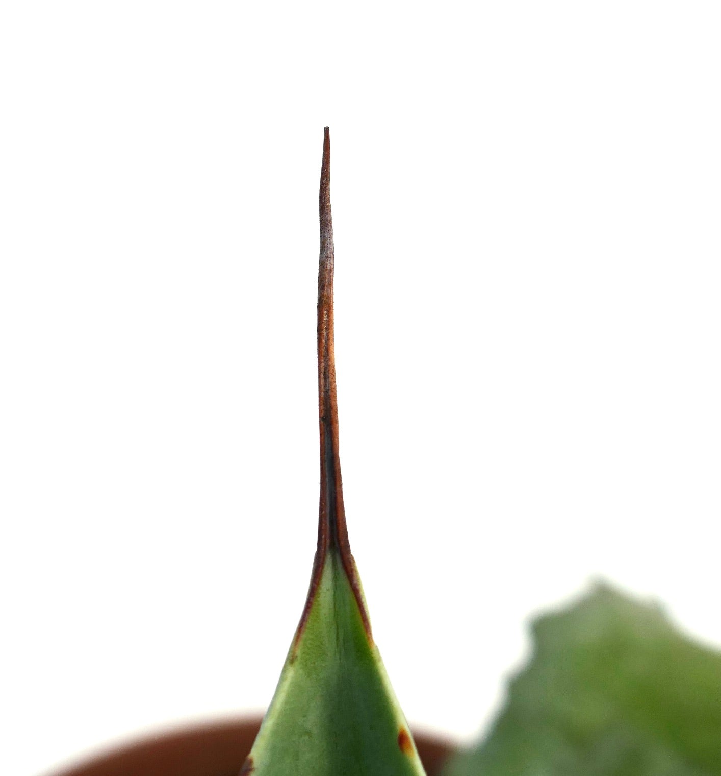 Agave parrasana X Agave eborispina succulent with sharp brown spine and thick green leaf tip