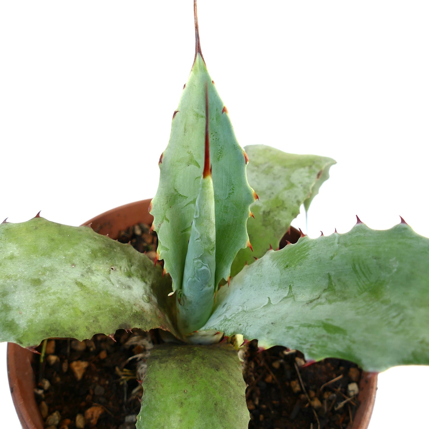 Agave parrasana X Agave eborispina succulent with thick blue-green leaves and reddish spines