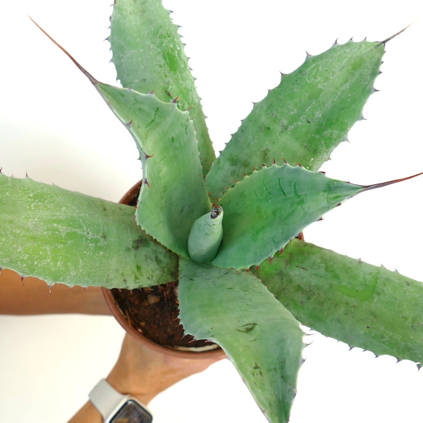 Agave parrasana X Agave ovatifolia succulent with broad spiny green leaves and pointed tips