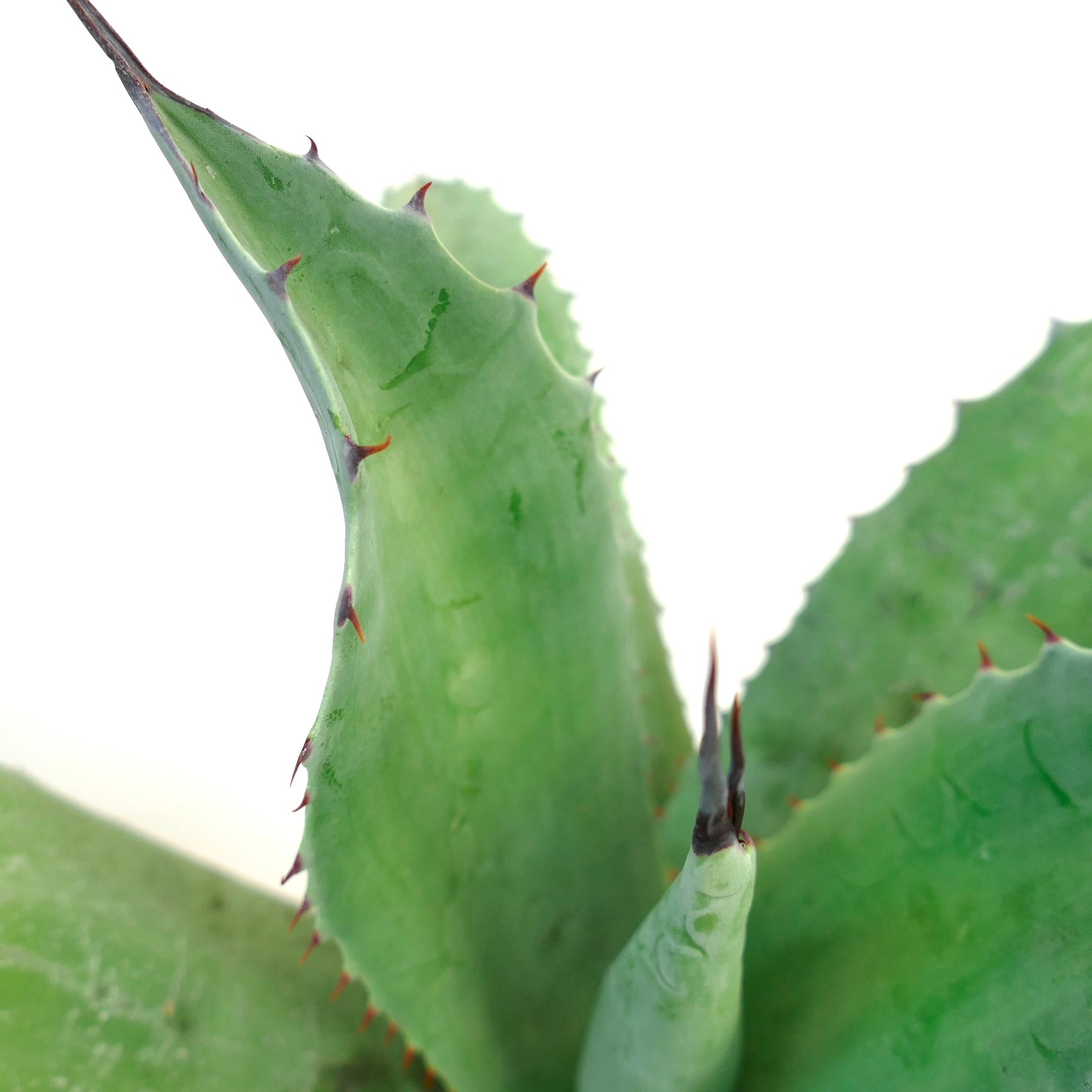 Agave parrasana X Agave ovatifolia succulent with thick green leaves and sharp reddish spines