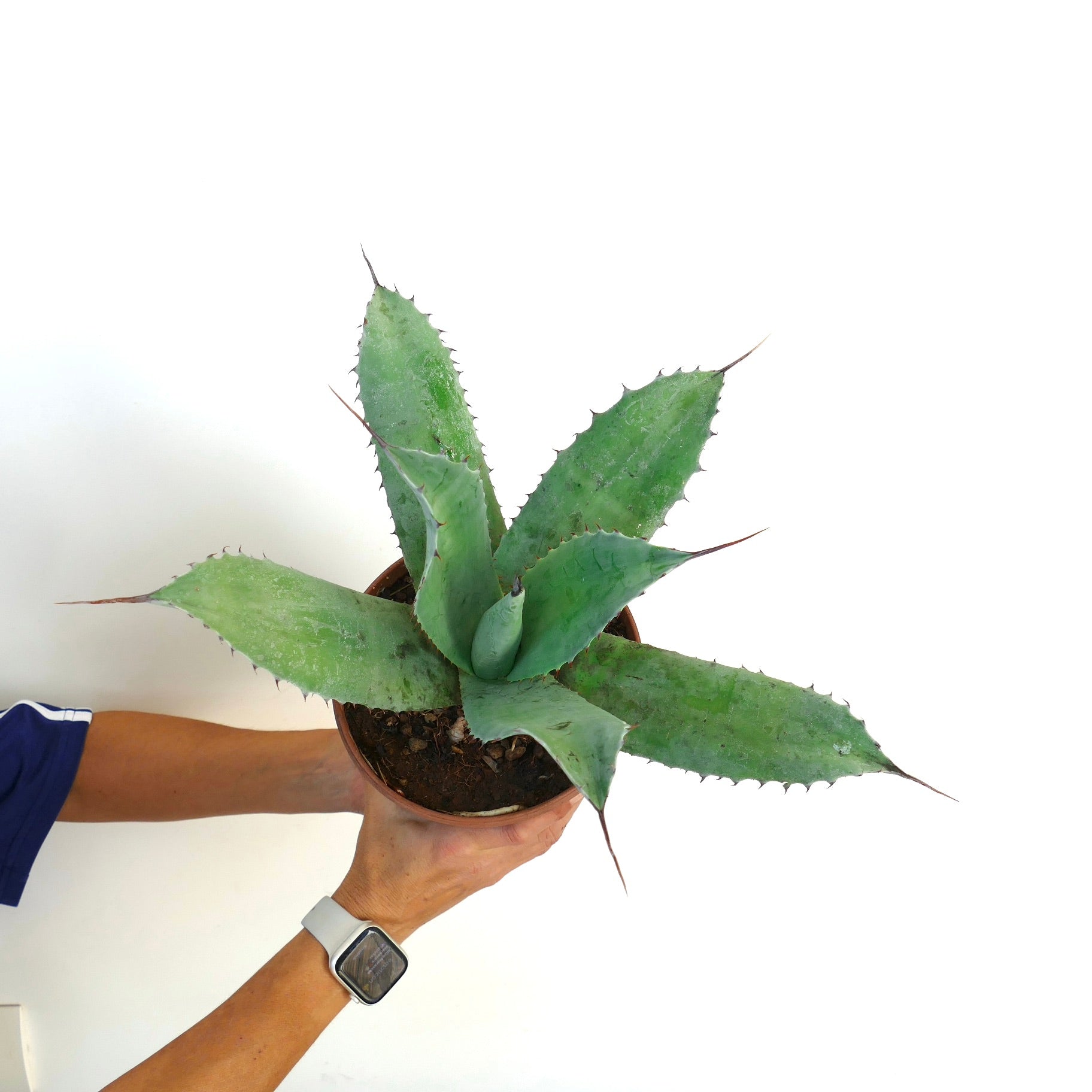 Agave parrasana X Agave ovatifolia succulent with broad blue-green spiny leaves in pot held by hands