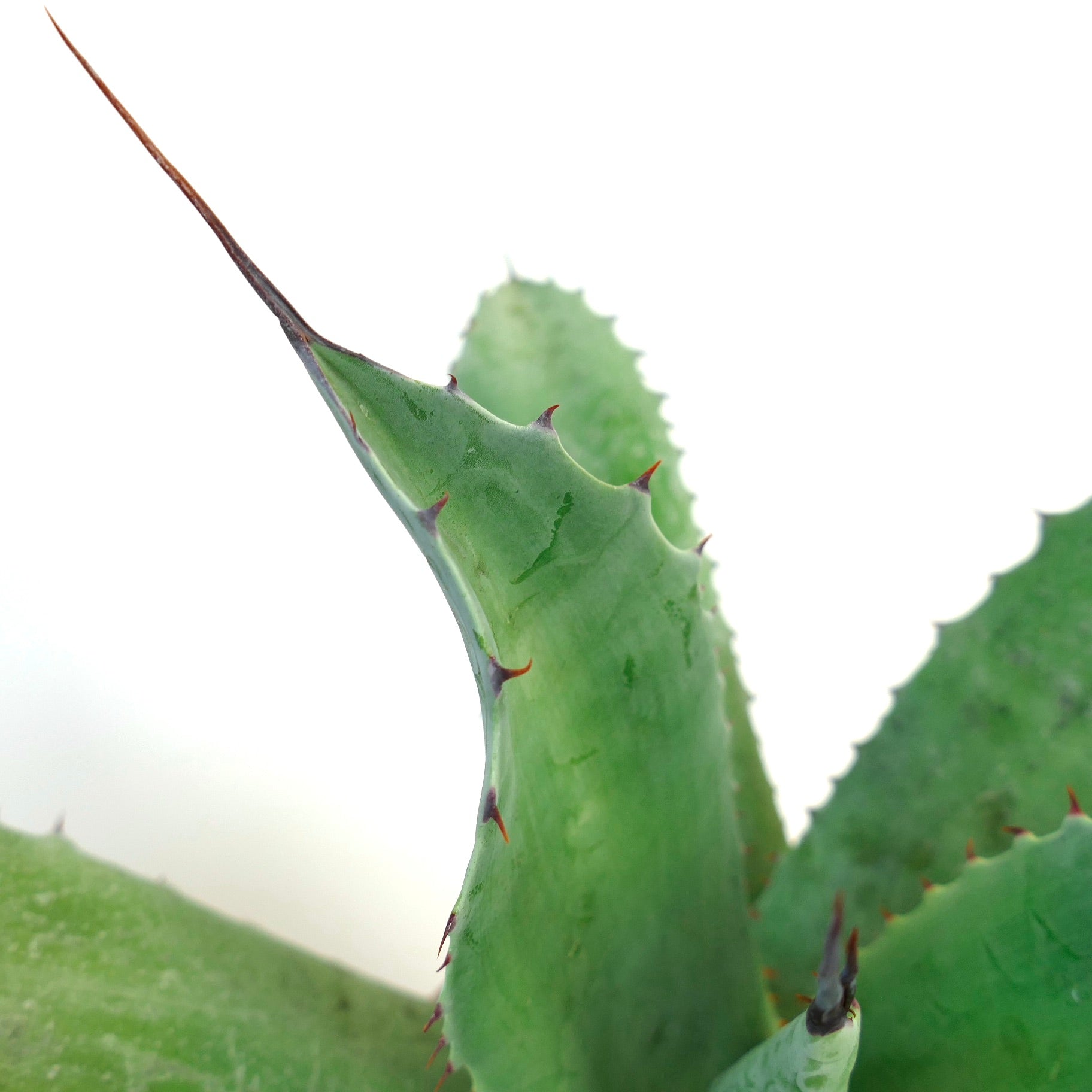 Agave parrasana X Agave ovatifolia succulent with thick green leaves and sharp reddish spines