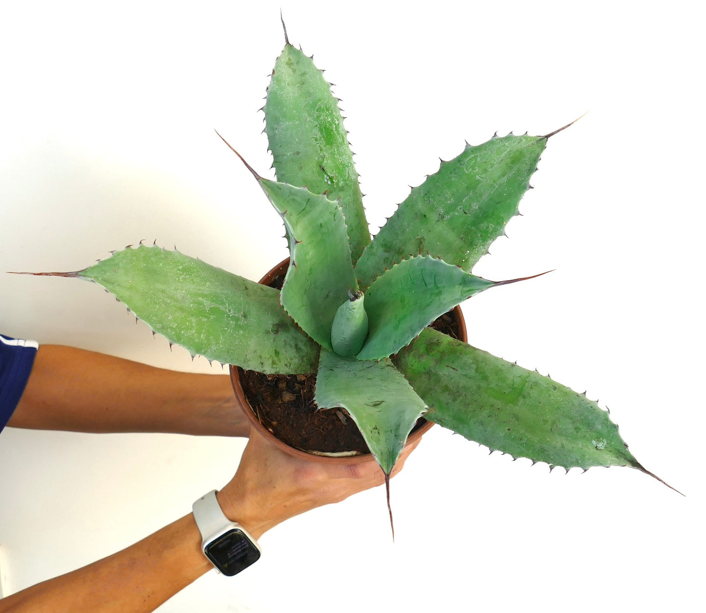 Agave parrasana X Agave ovatifolia succulent with broad blue-green leaves and sharp spines in pot