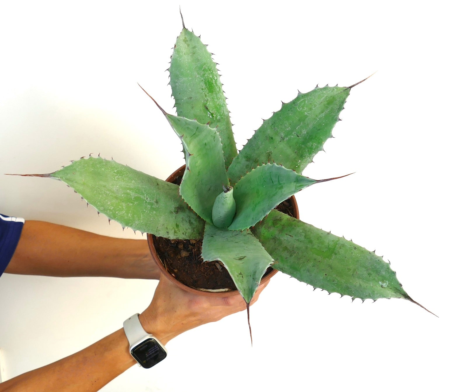Agave parrasana X Agave ovatifolia succulent with broad blue-green leaves and sharp spines in pot