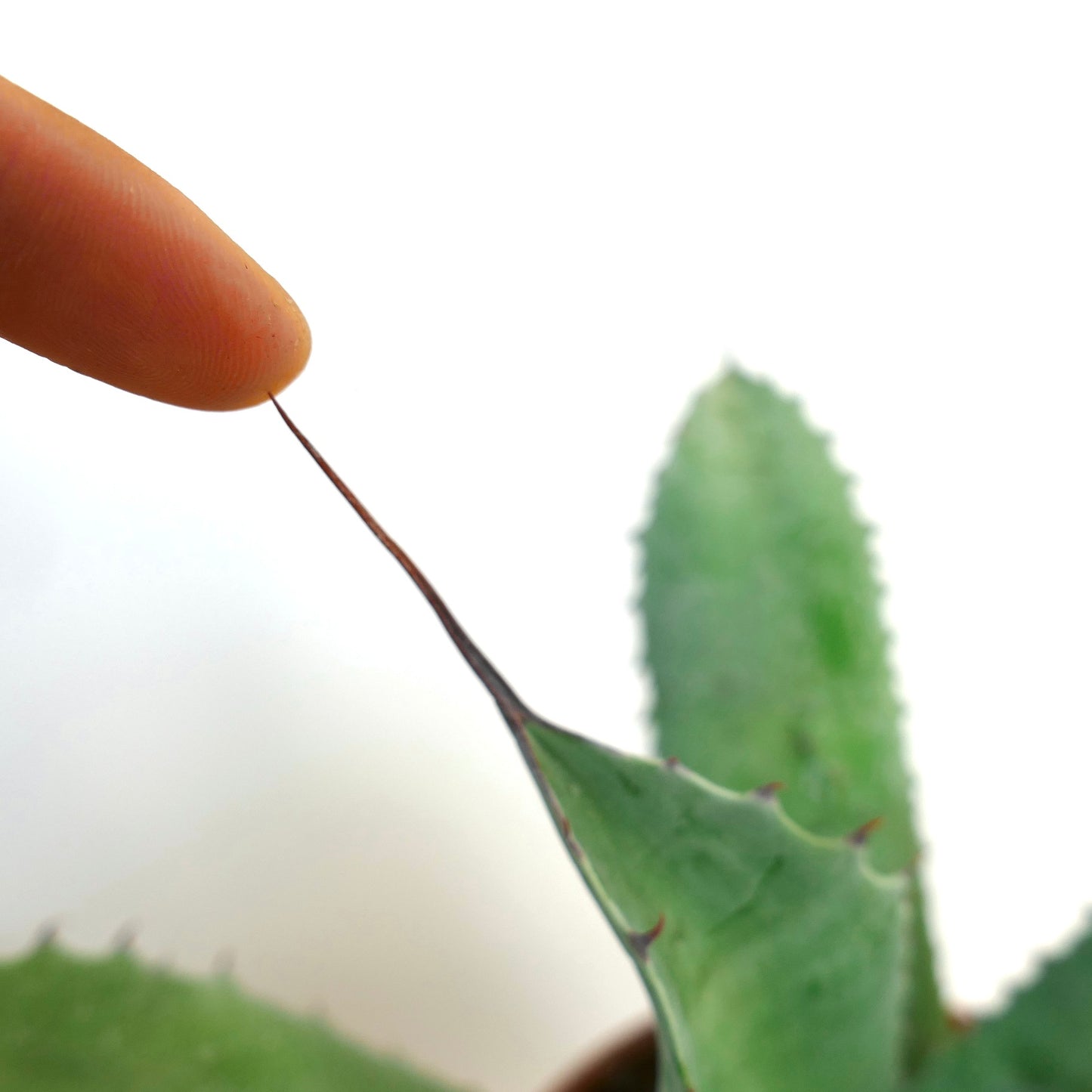 Agave parrasana X Agave ovatifolia succulent with sharp spines and thick green leaves close-up