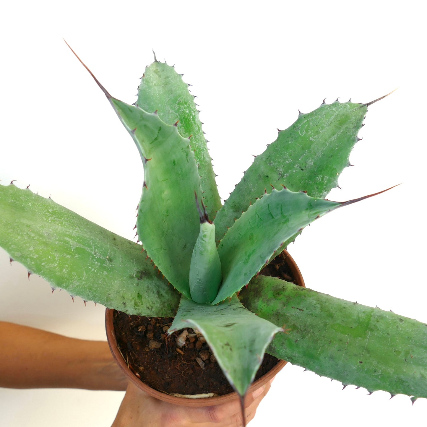 Agave parrasana X Agave ovatifolia succulent with broad spiny green leaves in terracotta pot
