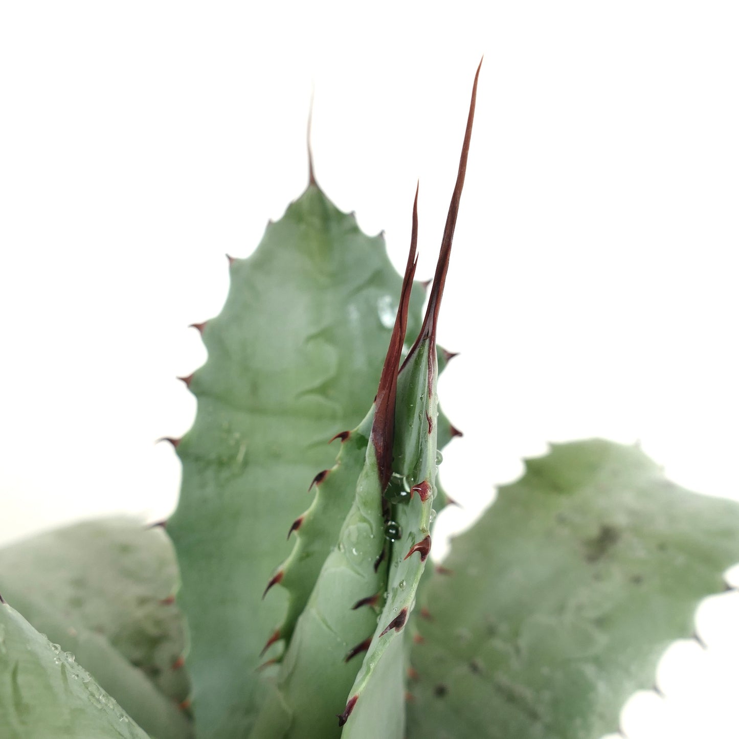 Agave parrasana X Agave utahensis var. eborispina