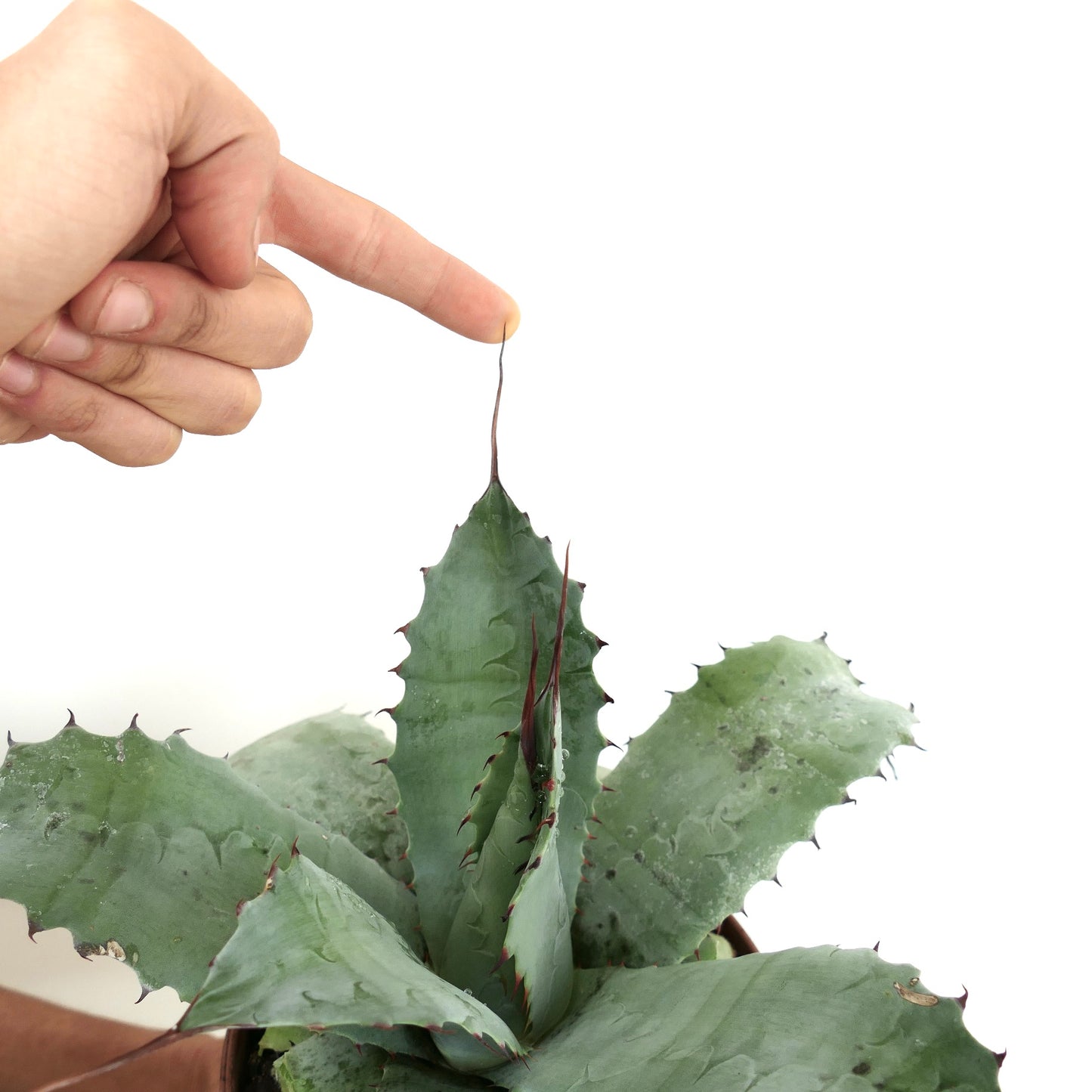 Agave parrasana X Agave utahensis var. eborispina