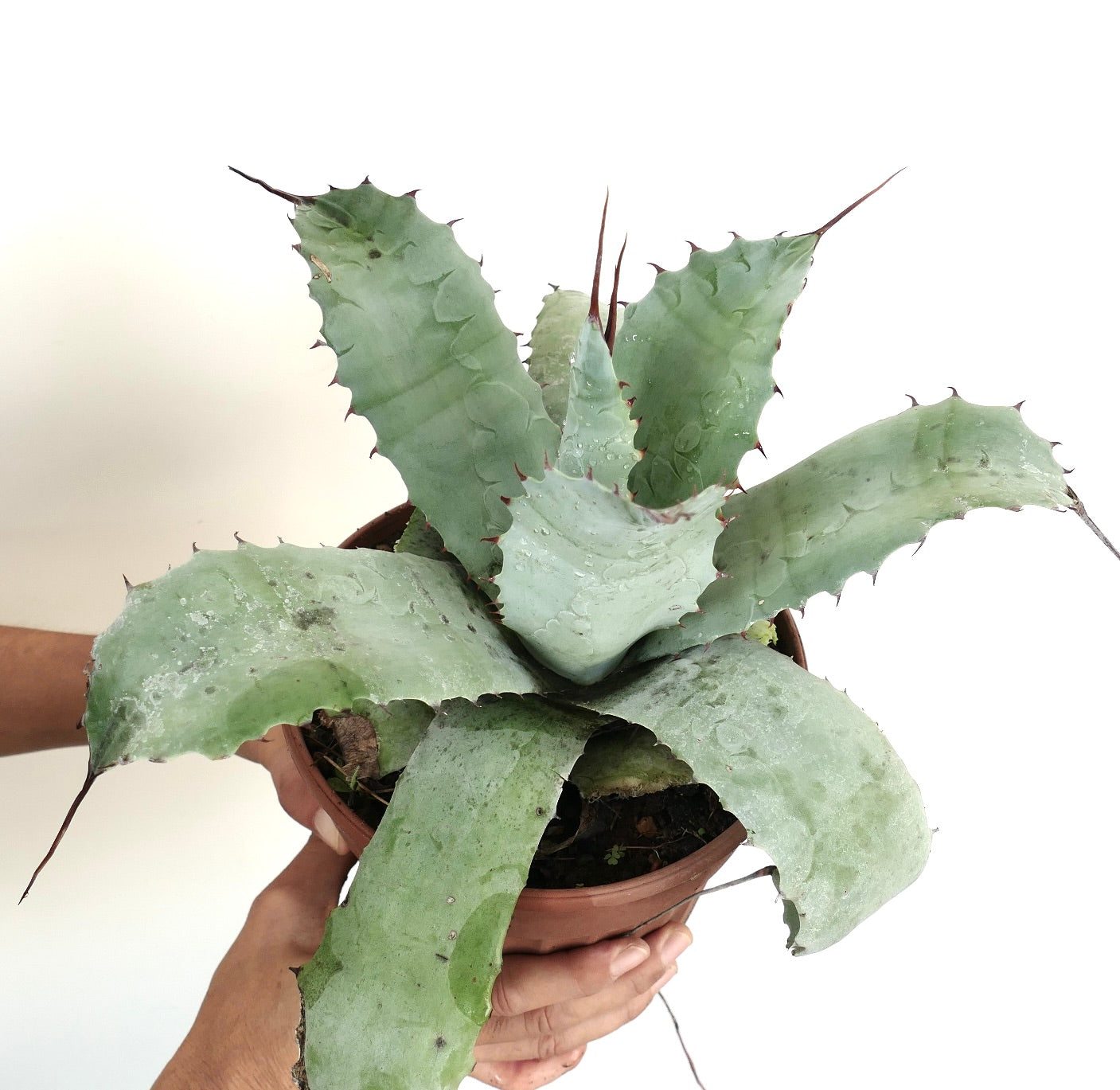 Agave parrasana X Agave utahensis var. eborispina