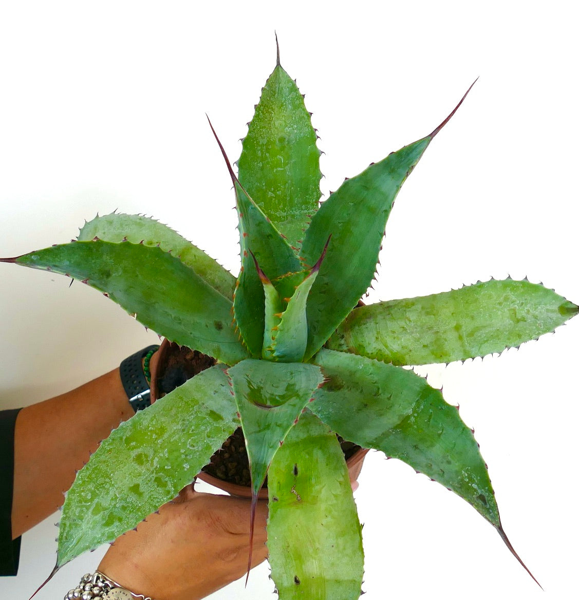 Agave parrasana X celsii GREEN