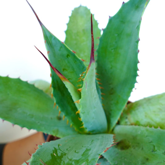 Agave parrasana X celsii GREEN