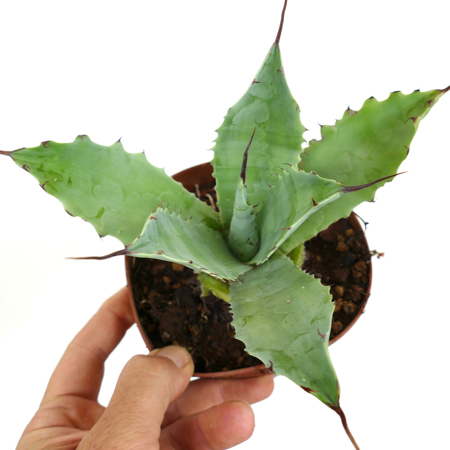 Agave parrasana X eborispina LUNGHE SPINE FINALI ONDULATE CC6