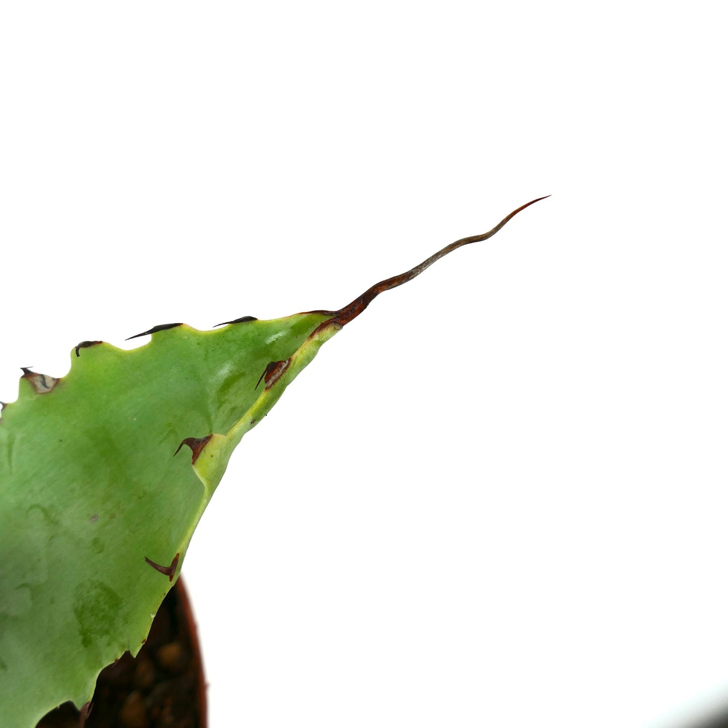 Agave parrasana X eborispina LONG WAVY FINAL SPINES CC6