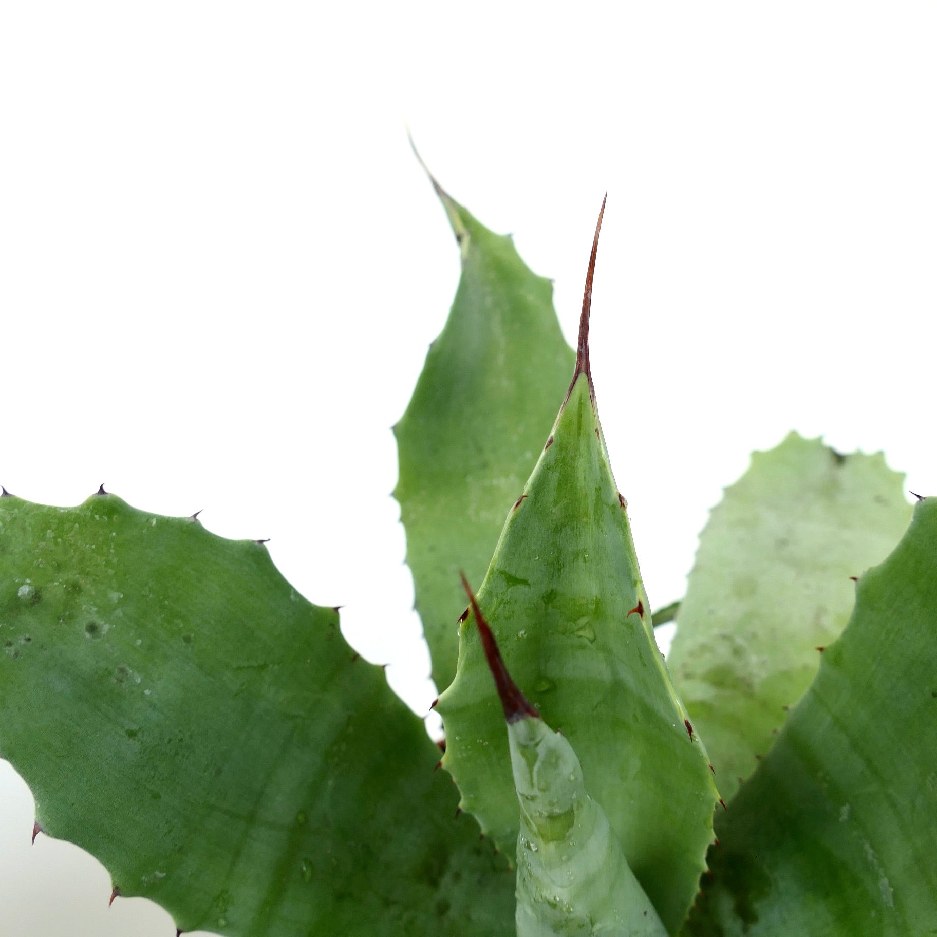 Agave parrasana X eborispina X americana succulent with thick green leaves and sharp brown spines