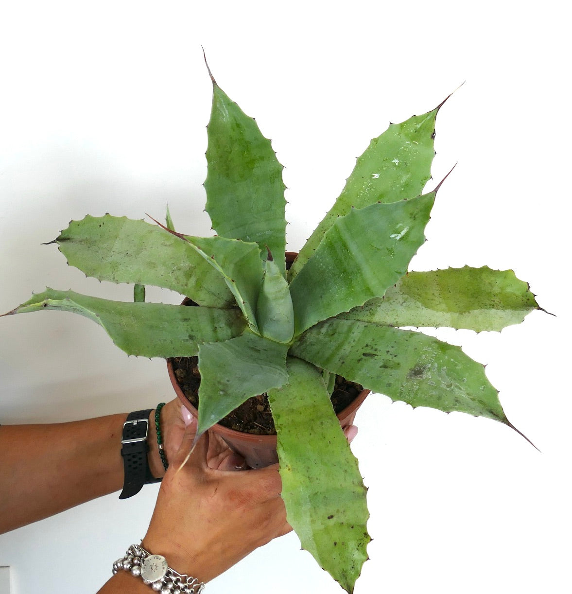 Agave parrasana X eborispina X americana succulent with broad spiny green leaves in terracotta pot