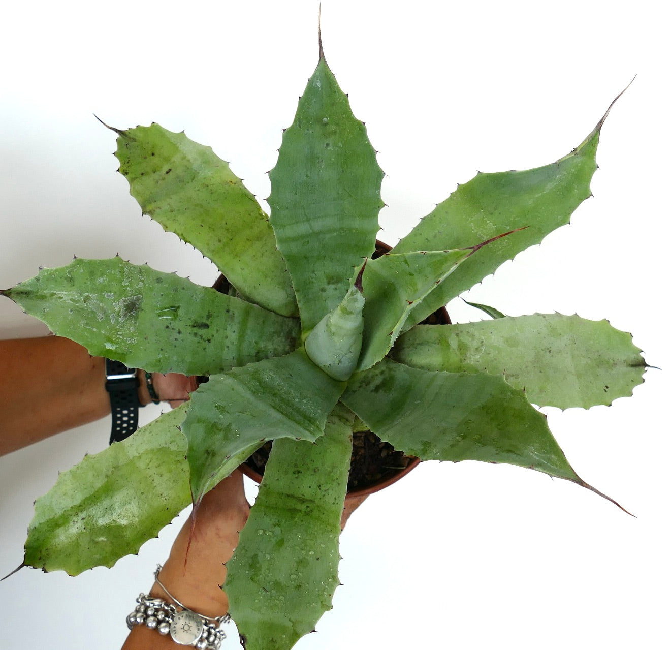 Agave parrasana X eborispina X americana succulent with broad green leaves and sharp spines