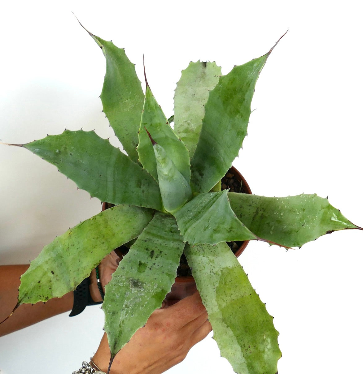 Agave parrasana X eborispina X americana large succulent with broad spiny green leaves in pot