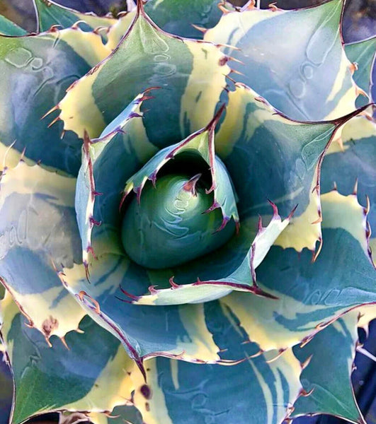 Agave parrasana cv ‘Impressionist’ VARIEGATED