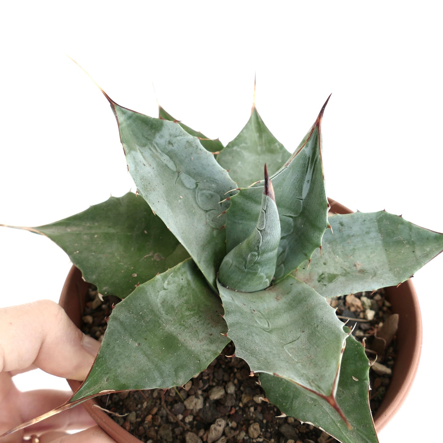 Agave parrasana form longispina BLUEISH