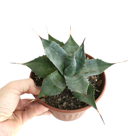 Agave parrasana form longispina BLUEISH