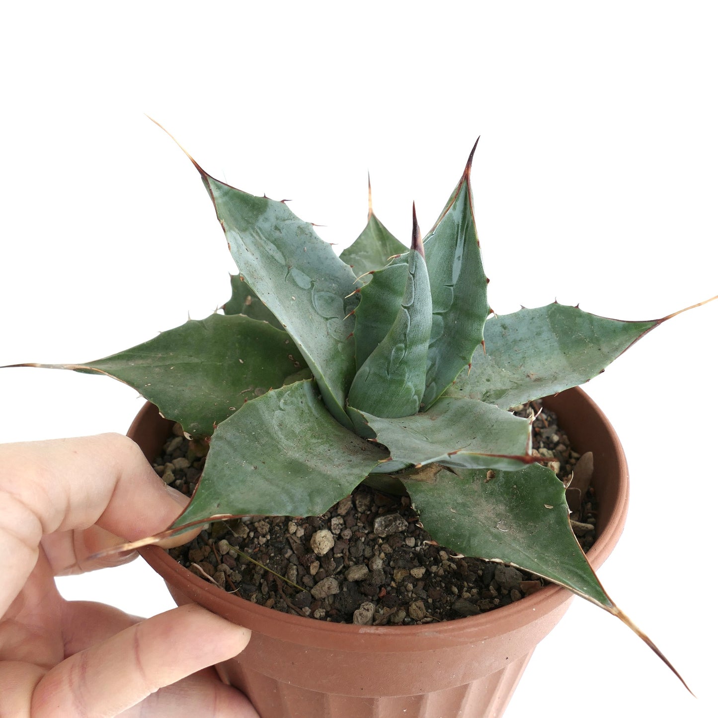 Agave parrasana form longispina BLUEISH