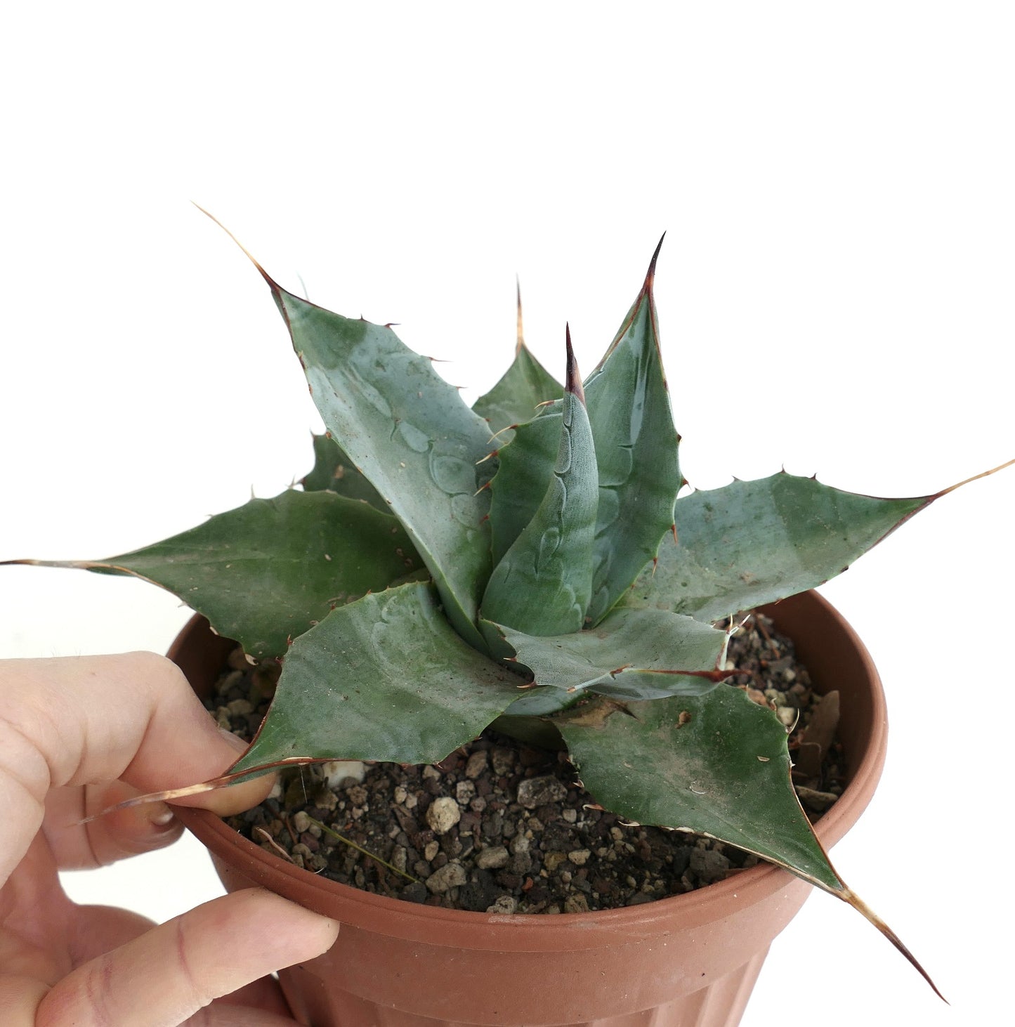 Agave parrasana form longispina BLUEISH