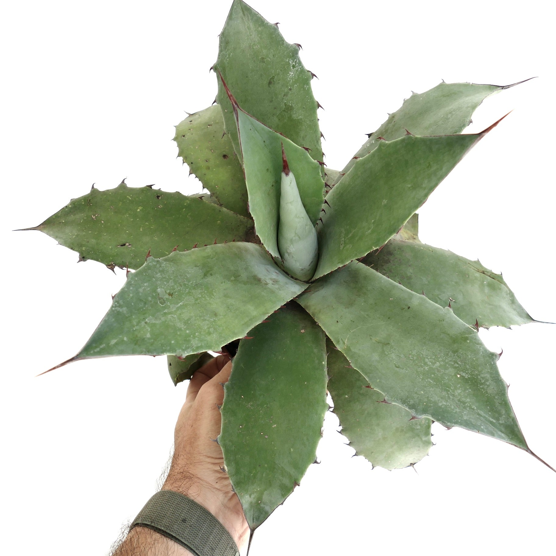 Agave parrasana x cv. 'SHAKA ZULU' succulenta con ampie foglie verde-blu e spine rossastre affilate