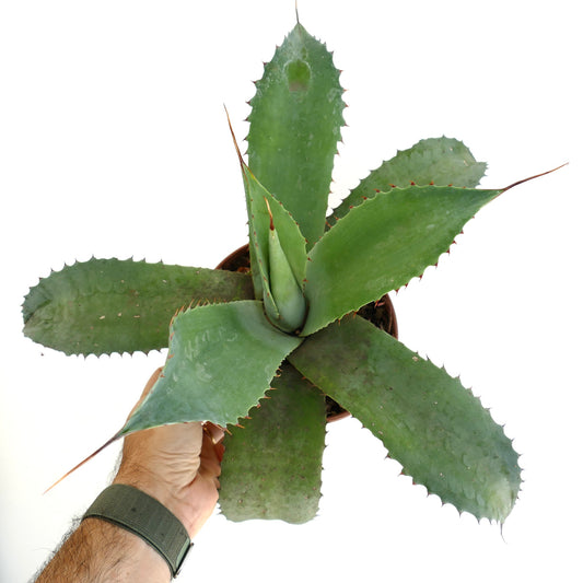Agave parrasana x eborispina x ovatifolia succulent with broad spiny green leaves and pointed tips