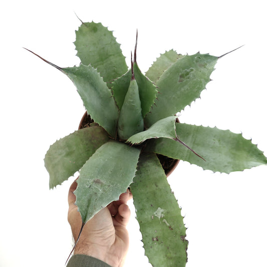 Agave parrasana x ovatifolia succulent with broad green leaves and long dark spines