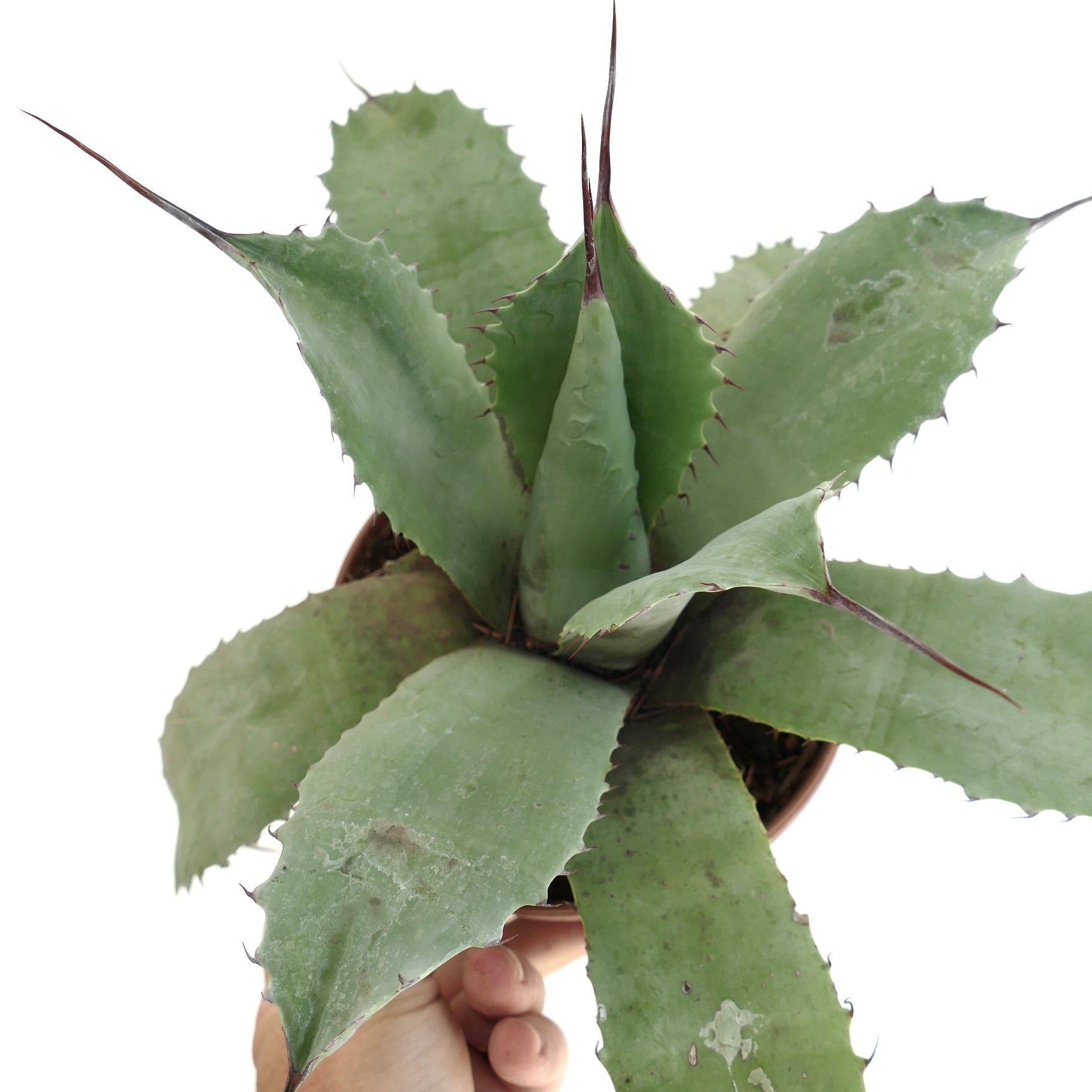 Agave parrasana x ovatifolia succulent with broad green leaves and long sharp spines in pot