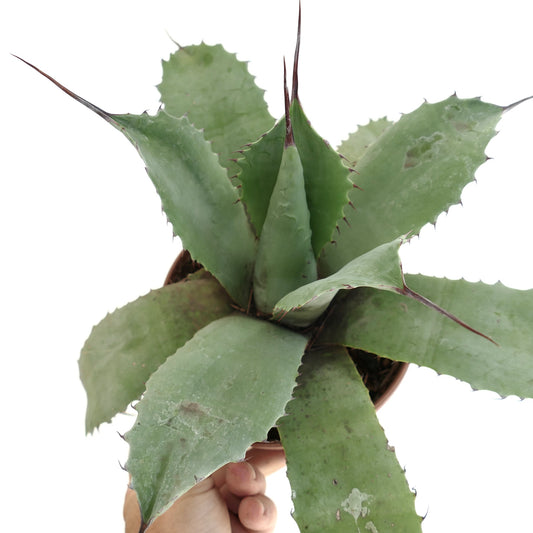 Agave parrasana x ovatifolia succulent with broad green leaves and long sharp spines in pot