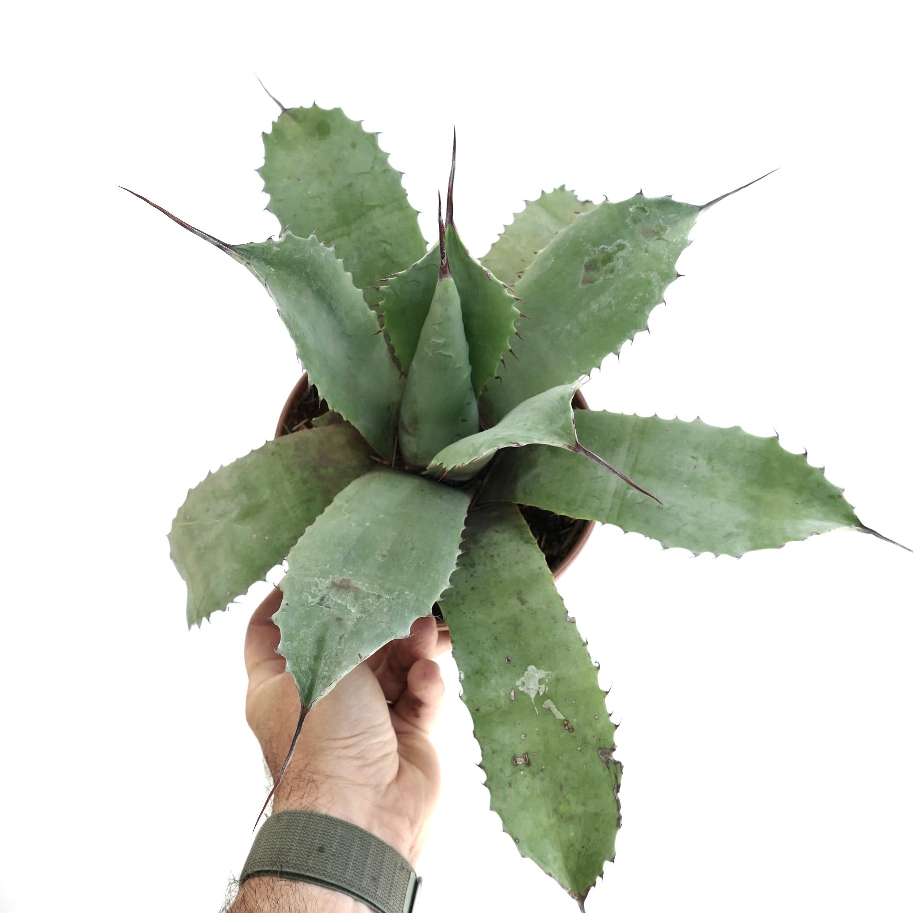 ジ*男様 アガベ　AGAVE　ハイブリッド　パラサナ　パリー　オバティフォリア ジ*男様 アガベ AGAVE ハイブリッド パラサナ パリー オバティフォリア